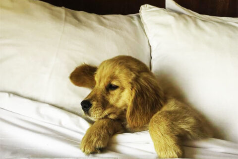 FOR  PET FRIENDLY HOTELS