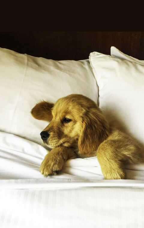 FOR  PET FRIENDLY HOTELS